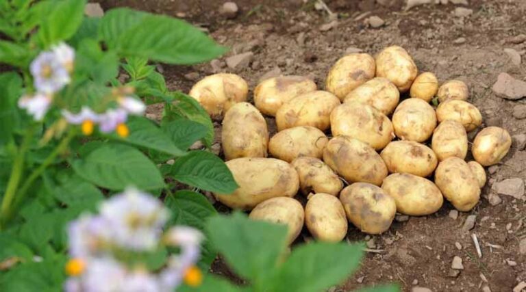Potato: The Path To A Bright Future – A Webinar To Mark International Day Of Potato