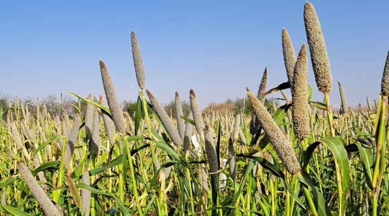 ICRISAT-Bred Chakti Millet: A Climate-Smart Solution Boosting Food and Nutrition Security in Niger