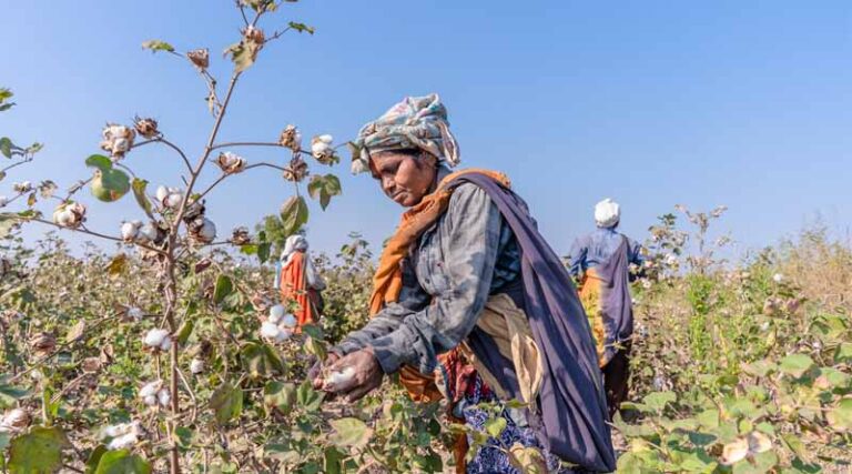 India’s Cotton Production Faces Prolonged Decline: What the 10-Year Data Tells Us