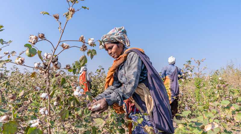 India’s Cotton Production Faces Prolonged Decline: What the 10-Year Data Tells Us