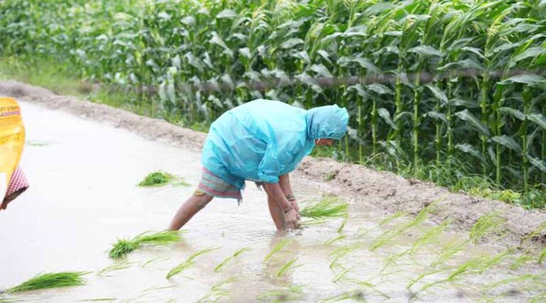 India’s Foodgrain Output Hits Record 353.96 MMT in 2024–25, Up by 21.66 MMT from Last Year
