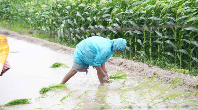 India’s Foodgrain Output Hits Record 353.96 MMT in 2024–25, Up by 21.66 MMT from Last Year