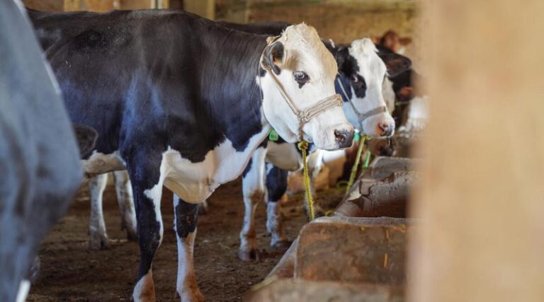 FAO Warns: Enhanced Awareness And Action Needed Amid Foot-and-mouth Disease Outbreaks In Europe And The Near East