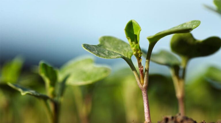 Helping Growers Access The Crop Protection Tools They Need