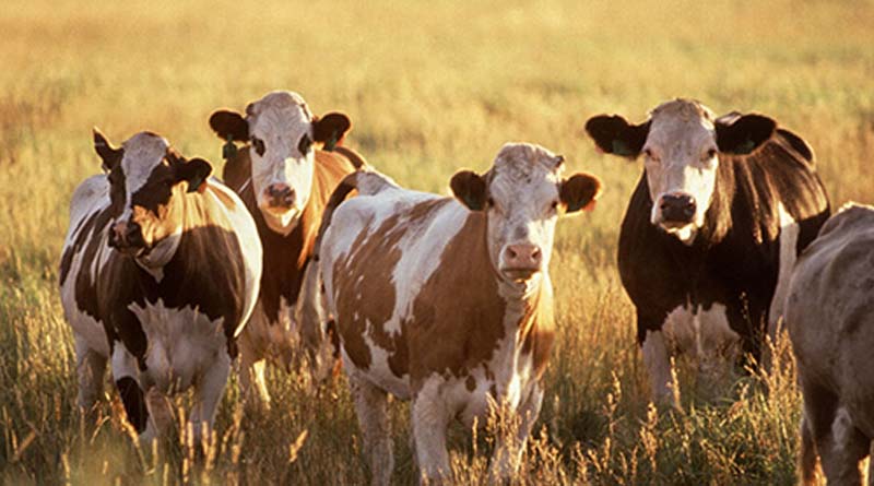 Researchers Race Against the Clock to Discover Preventive Measures for Liver Abscesses in Cattle