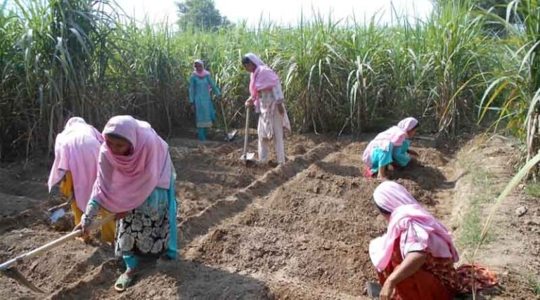 Empowering Women Farmers In Pakistan With Pest Control Knowledge