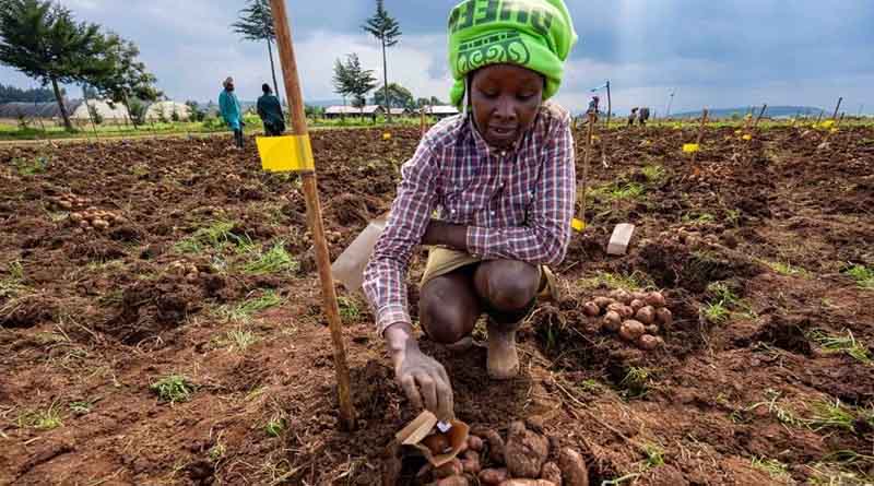 The Wow Potatoes of Kenya: Fighting Late Blight with Farmer-Approved, Disease-Resistant Spuds