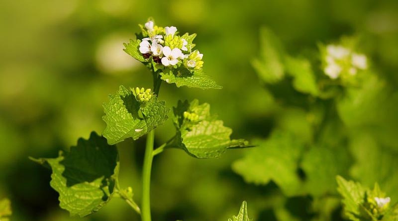 CABI Supports The Efforts To Fight Invasive Plant Species In British Columbia, Canada