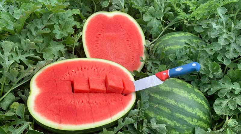Taste and Brix Content Drives Watermelon Innovation