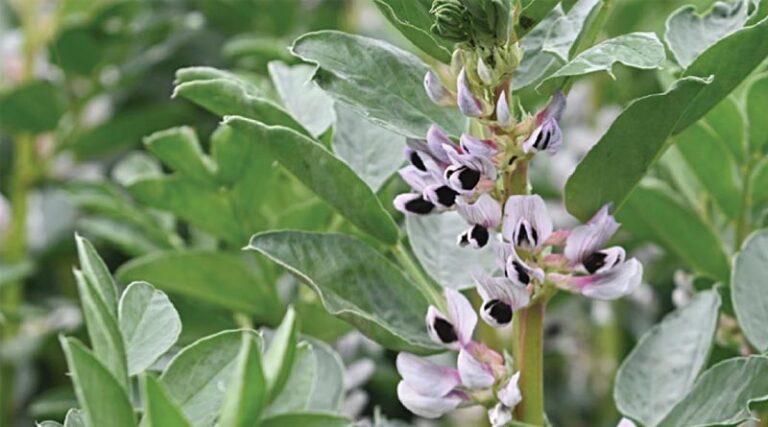 Green Leaf Protection For Beans To Reach Full Crop Potential
