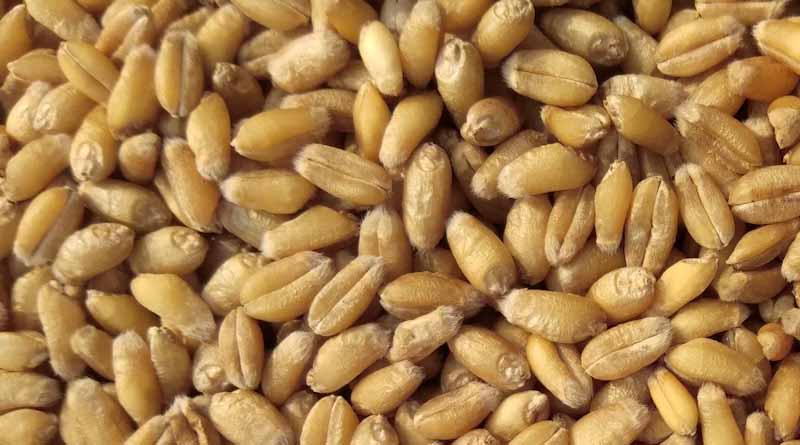 IARI Advisory: Best Practices for Safe Grain Storage After Harvest