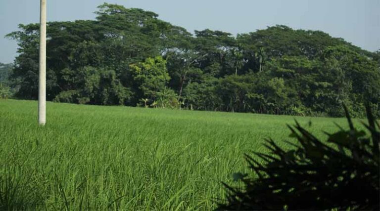 IARI Advisory: Green Manure Sowing Tips for Higher Soil Fertility