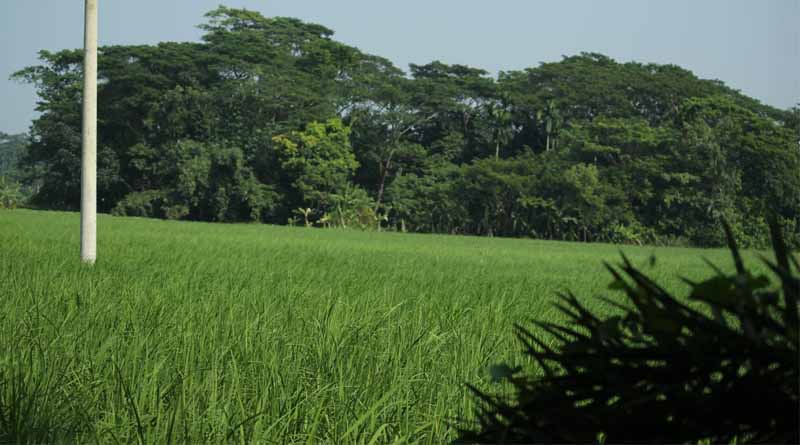 IARI Advisory: Green Manure Sowing Tips for Higher Soil Fertility