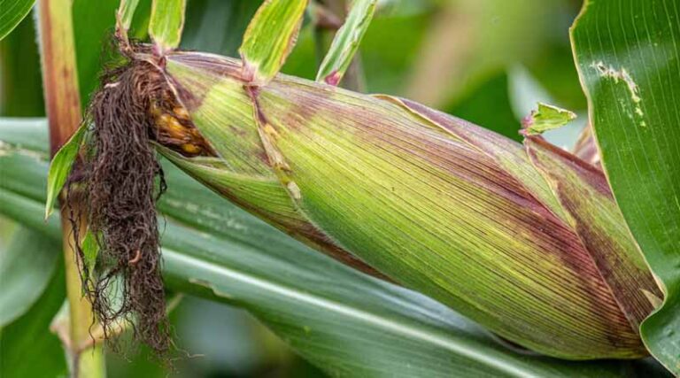 IARI Advisory: Timely Sowing of Fodder Crops Like Gwar, Maize, and Bajra