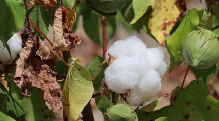 IARI Advisory: Field Preparation and Seed Procurement for Pigeonpea and Cotton