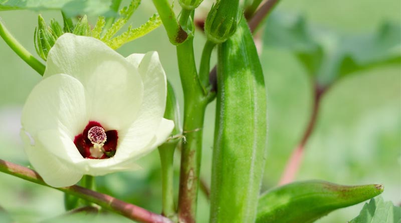 IARI Advisory: Harvesting of Vegetables and Okra Crop Management Tips