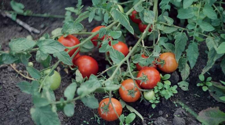IARI Advisory: Effective Control of Shoot and Fruit Borer in Brinjal and Tomato