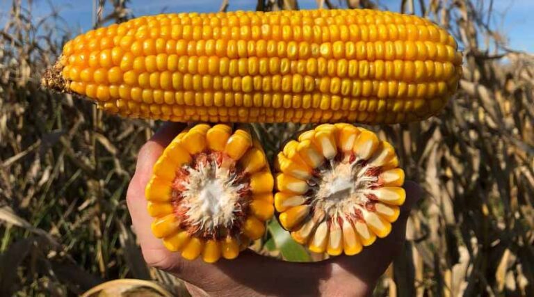 2024/2025 Argentina Corn Estimate Unchanged at 49 Million