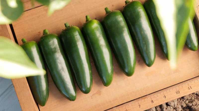 In The Spotlight: Mexico Hot Pepper Innovation