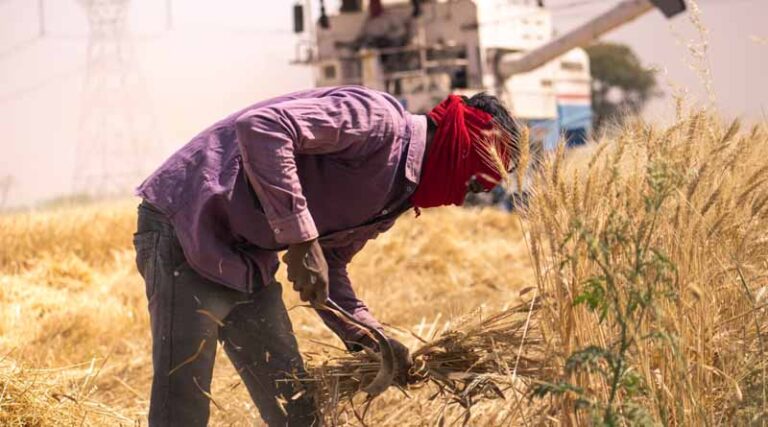 New Record in MSP Wheat Procurement: Madhya Pradesh Nears 85 Lakh Metric Ton Mark