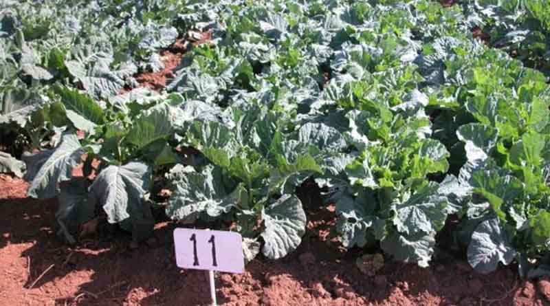 Working To Develop And Commercialise Two New Varieties Of Kinale Kale First Investigated In Kenya Over 20 Years Ago