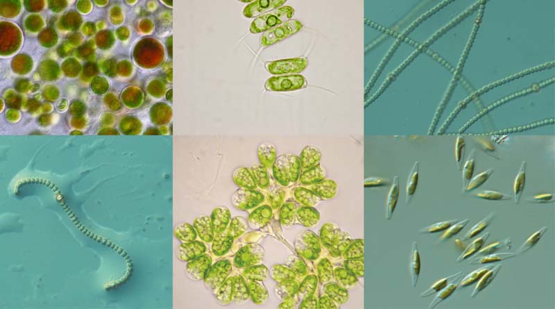 AlgaEnergy, The First Company To Certify A Specific Microalgae Biomass Free Of Cyanobacteria As A Component Material Category (CMC) at The European Level