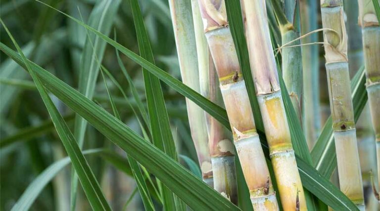 Sugarcane FRP Increased to Rs 355 per Quintal for Next Season