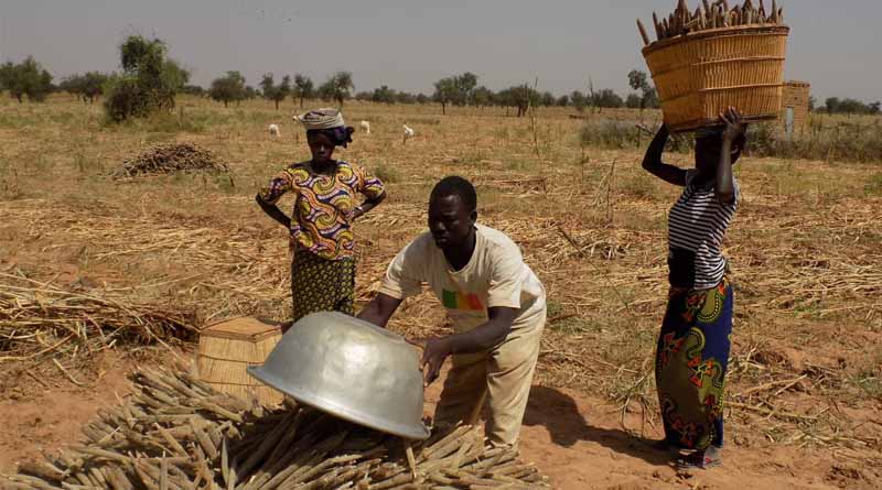 Hybrid Pearl Millet Brings New Hope to Nigeria’s Drylands: Boosting Productivity and Nutrition Amid Climate Challenges