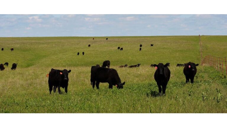 Cattle Theft: Not Just A Thing Of The Wild West