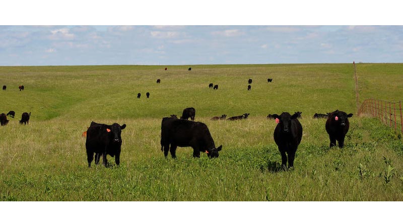 Cattle Theft: Not Just A Thing Of The Wild West