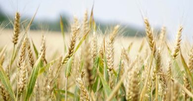 K-State To Feature Water-Saving Alternative Crops And Wheat Innovation