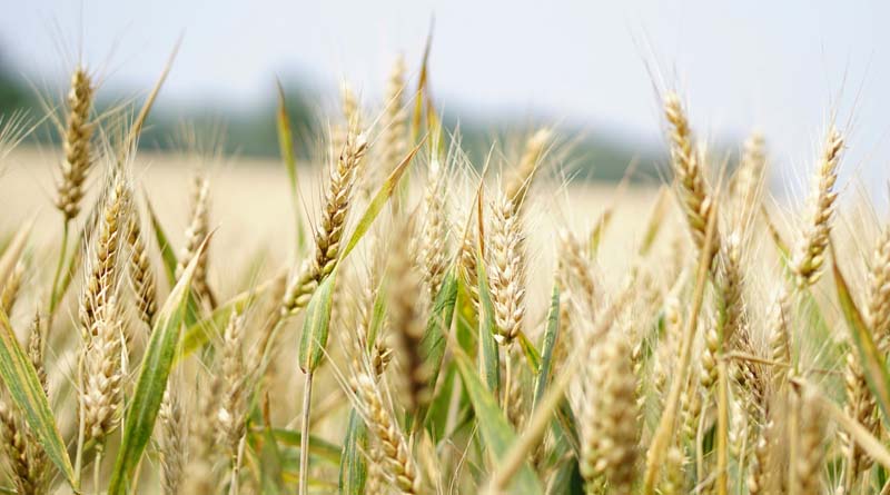K-State To Feature Water-Saving Alternative Crops And Wheat Innovation