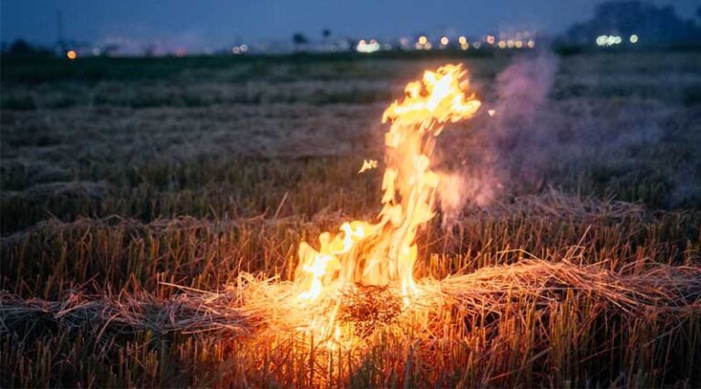 Madhya Pradesh Records Highest Incidents of Stubble Burning, Surpasses Punjab and Haryana