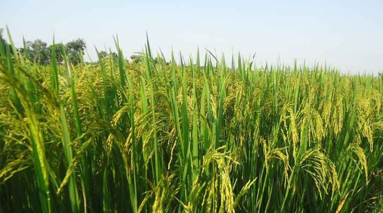 FSII Reaffirms Seed Industry’s Preparedness for Kharif 2025, Urges Punjab to Reconsider Hybrid Rice Ban