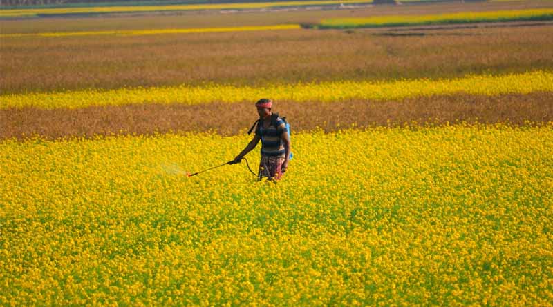 Ignored Enemy in the Fields: Kisan-Vigyan Foundation Urges Indian Farmers to Recognize Weeds as a Threat to Their Livelihood
