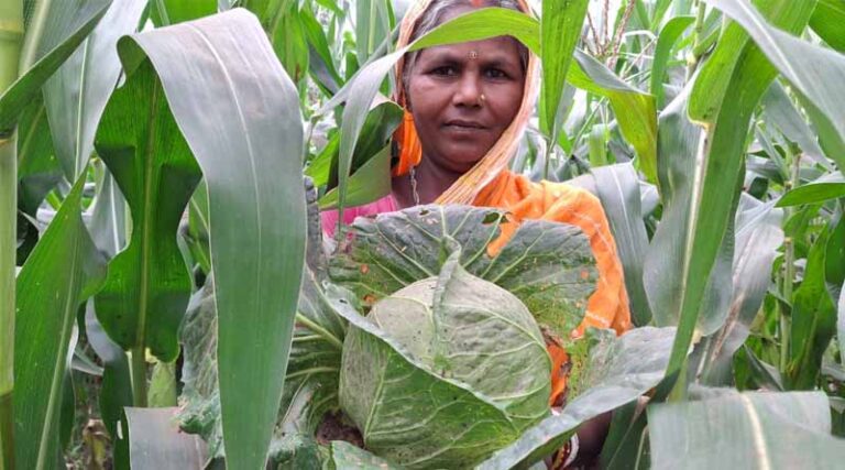 Double the Harvest, Double the Income: Intercropping for Yield, Income and Security