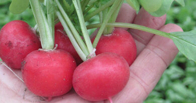 Autella: Cold Soil, Hot Results
