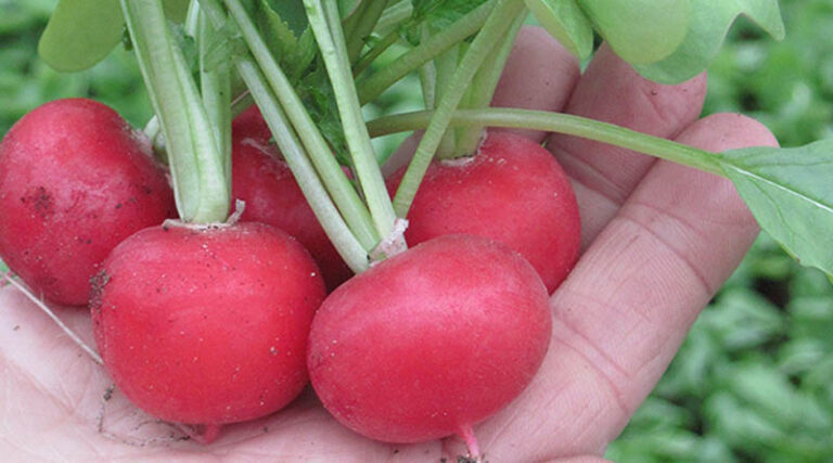 Autella: Cold Soil, Hot Results