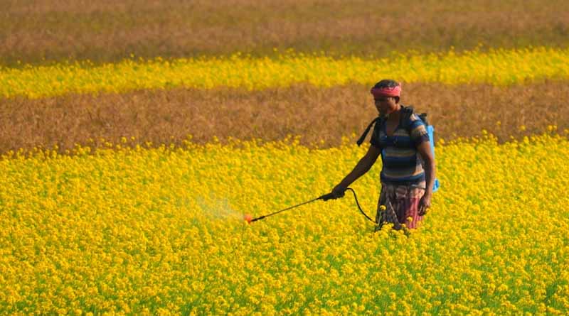 MSP Procurement in Rajasthan: Government Promises 72-Hour Payment, But Farmers Express Concerns Over Delays