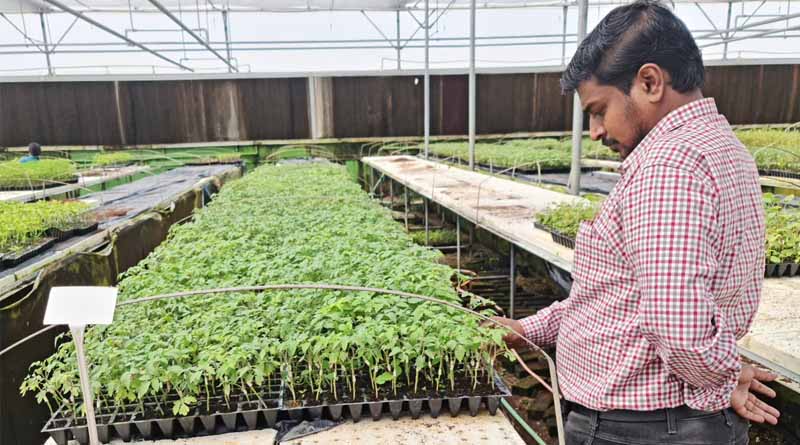 Innovative Vegetable Grafting Technology Offers Resilient Yields for Climate-Stressed Cultivation, ICRISAT Study Shows