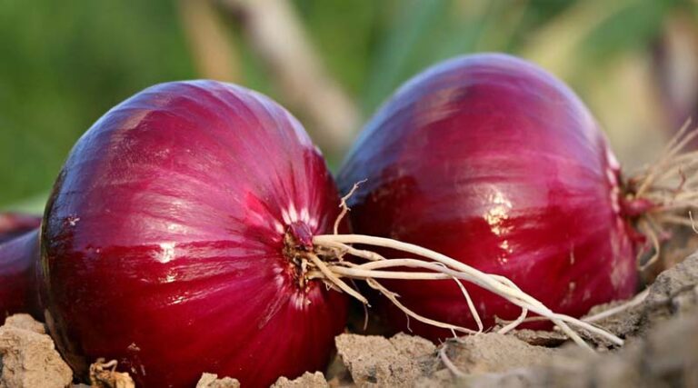 Onion