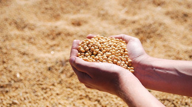 Soybean Varieties