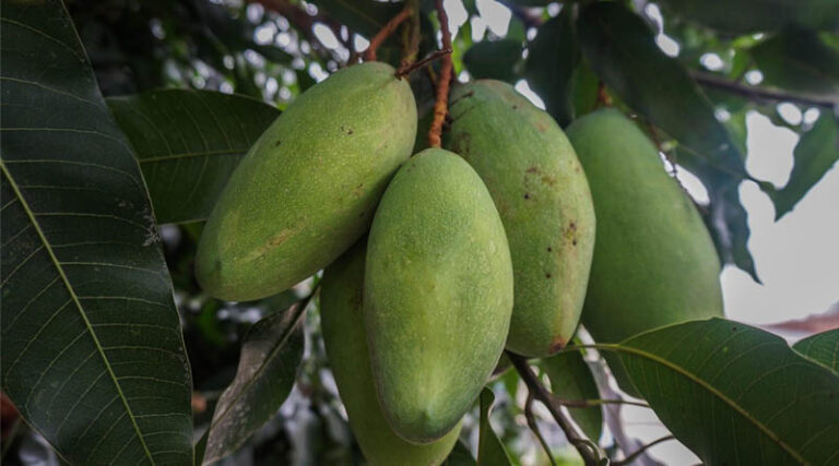 Mango Cultivation