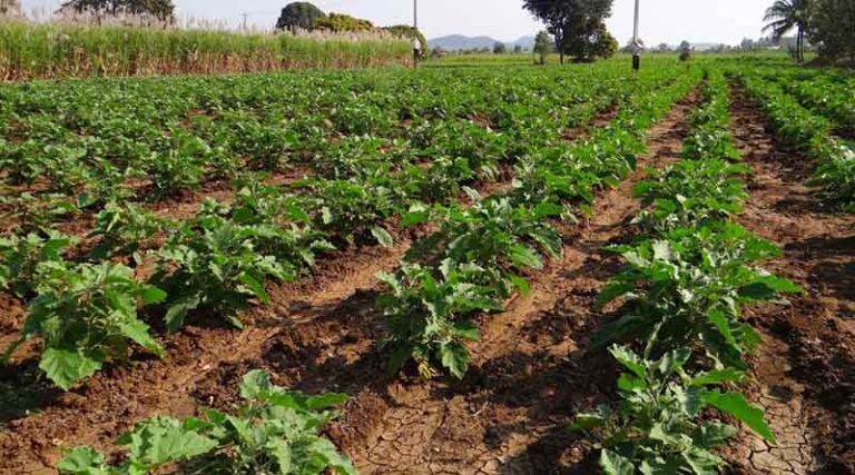 Integrated Pest Management to Control Fruit Borers in Tomato, Brinjal, and Pea Crops - IARI Advisory