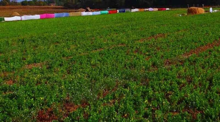 Start Sowing Green Gram Now: Best Varieties and Seed Treatment Practices - IARI Advisory