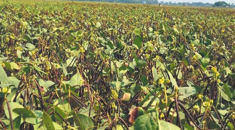 Mung Leaves Turning Yellow? IARI Shares Key Measures to Prevent Yellow Mosaic Virus