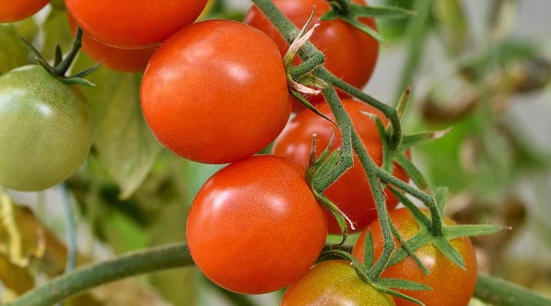 Protect Tomato, Brinjal, and Chilli Crops from Heat Stress with NAA Spray - IARI Advisory