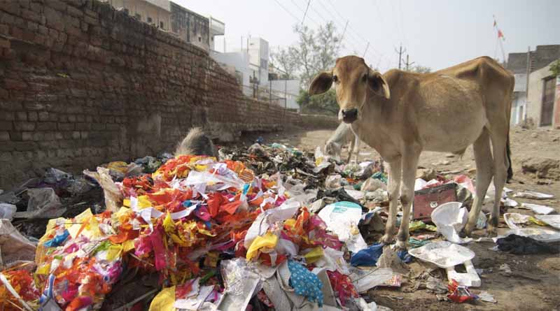 World Environment Day 2025: Tackling the Global Plastic Crisis to Regenerate Our Food Systems