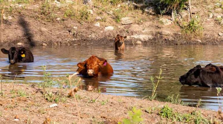 Simple Changes Make The Difference In Cooling Off Cattle