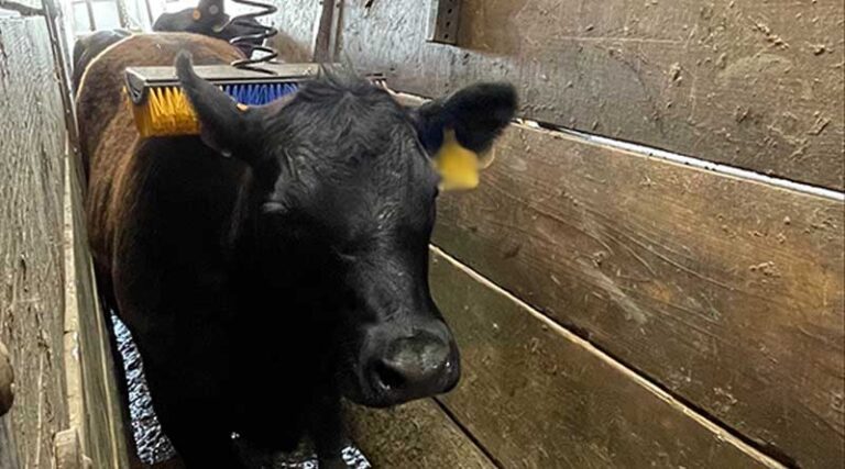 Brushing Away Bovine Stress
